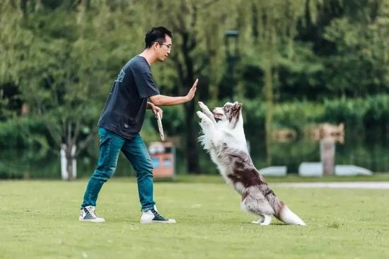 宠物训练基地-训犬师在训练犬时会不会打犬呀？